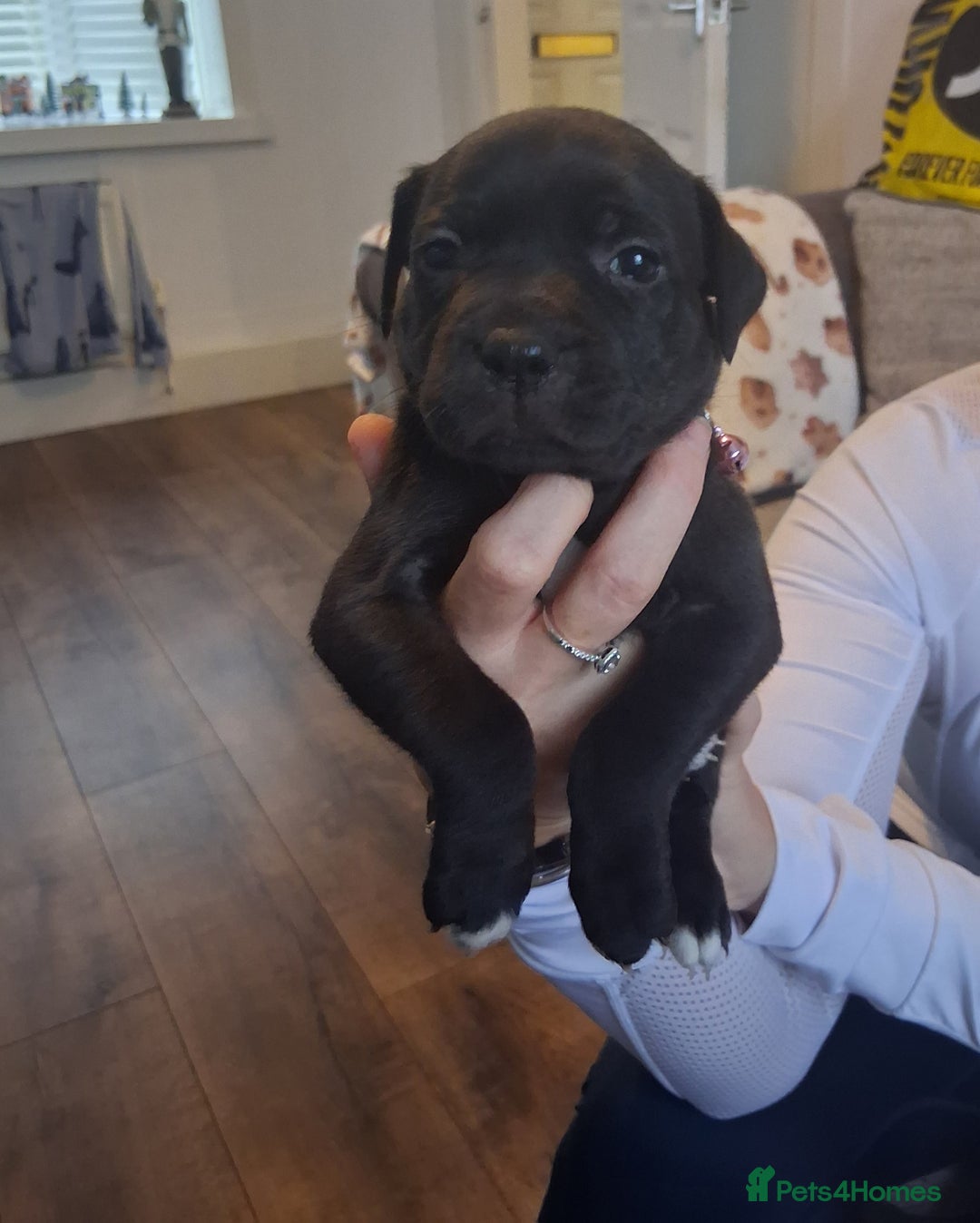Staffordshire Bull Terrier dogs for sale: Staffordshire bull terrier puppies  - Advert 12