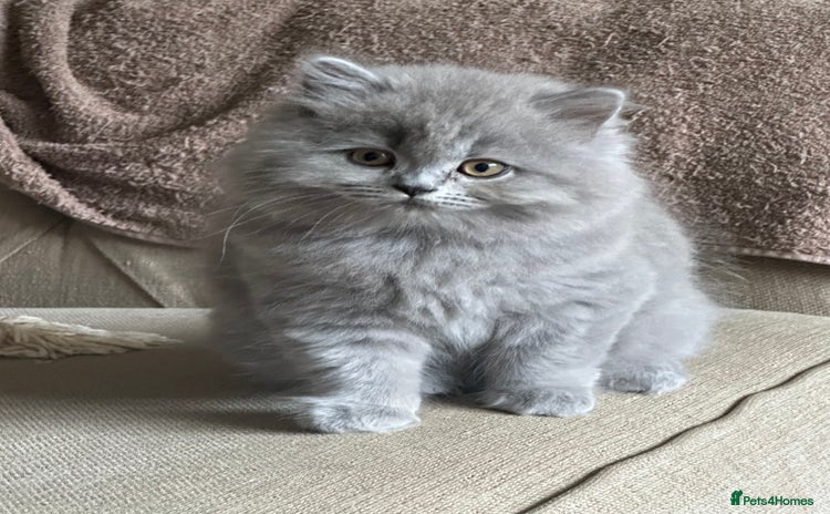 British Shorthair cats - Advert 3