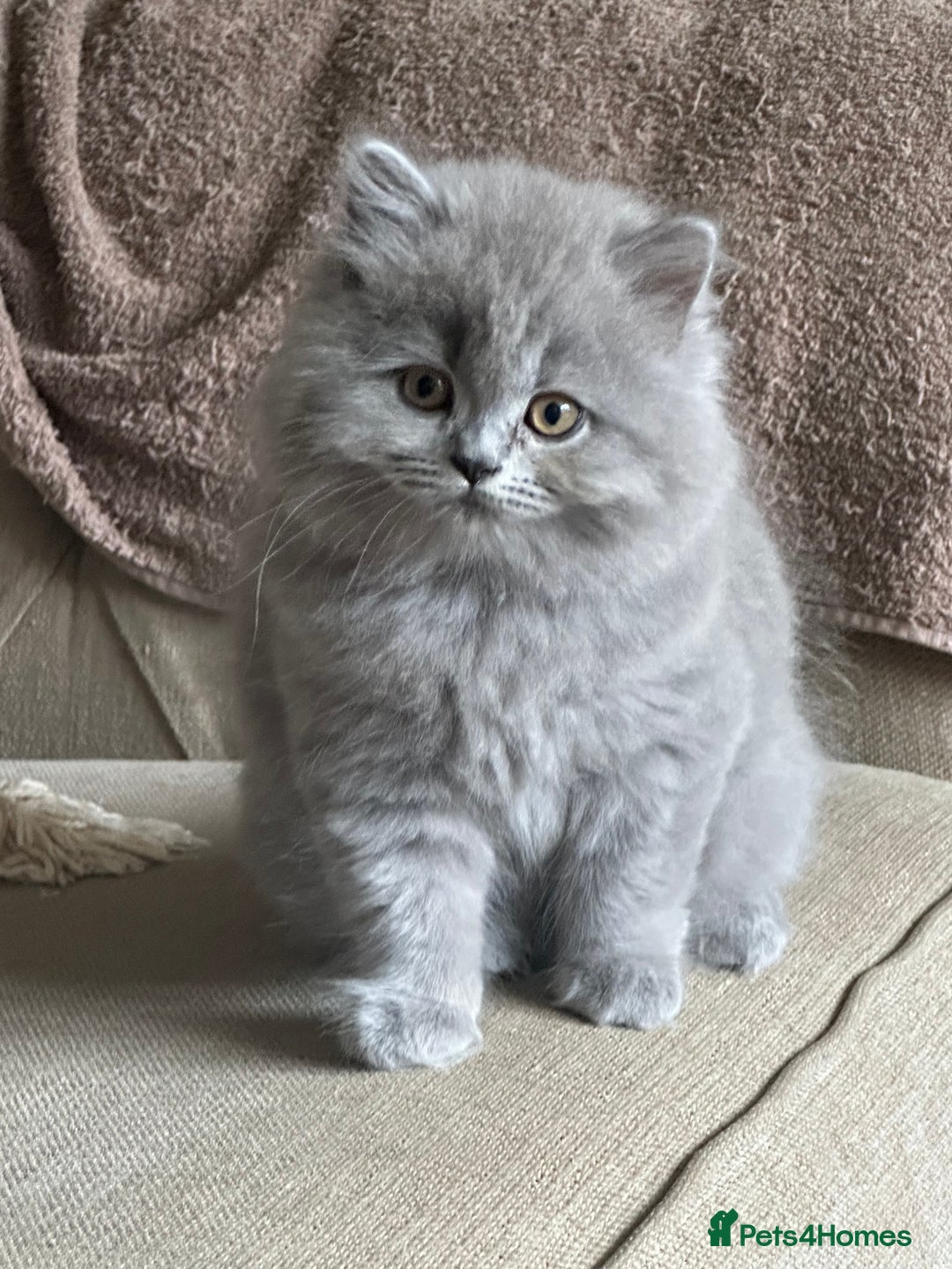 British Shorthair cats for sale: Ready For Forever Homes Soon! - Image 3