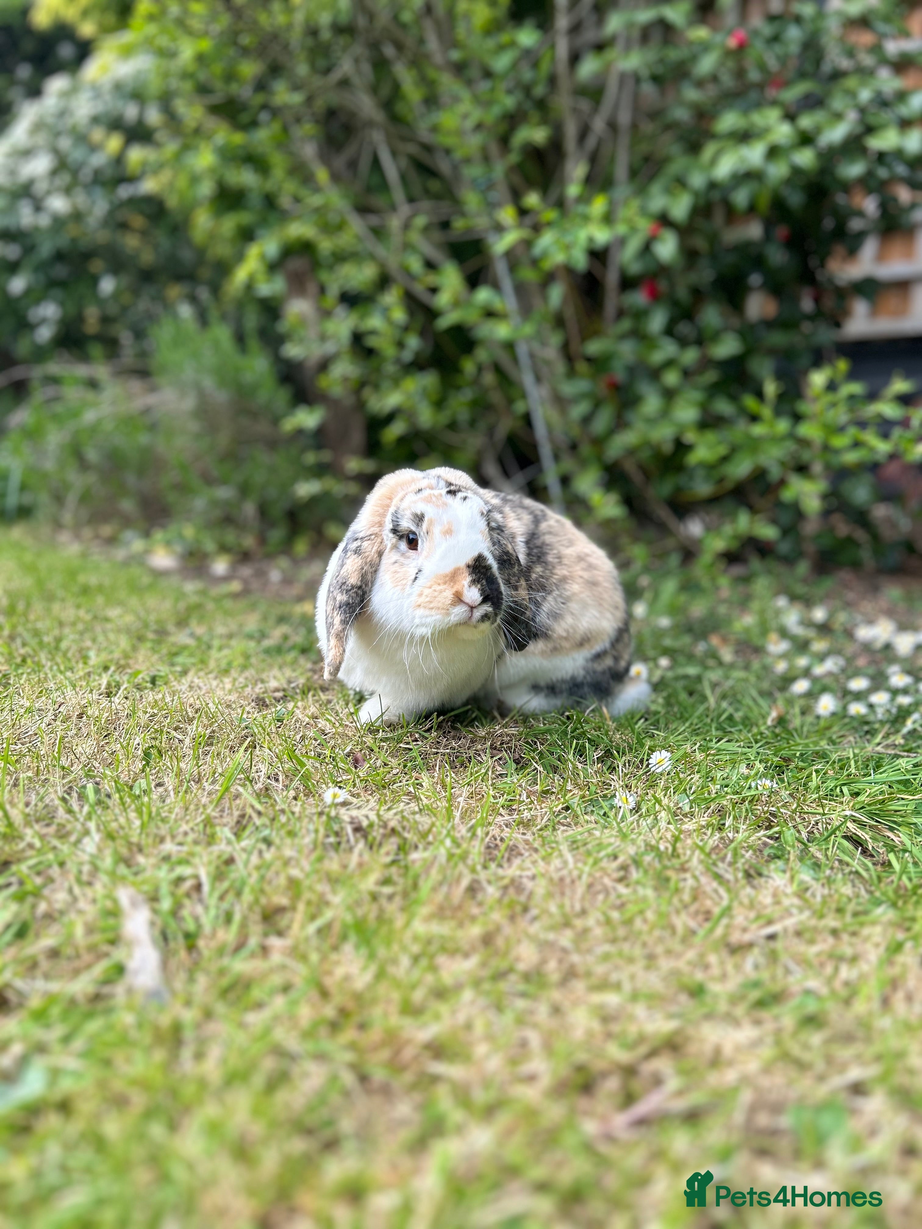 Dwarf Lop rabbits Mini Lop Male Bunny  - Advert 1