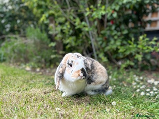 Dwarf Lop rabbits Mini Lop Male Bunny - Advert 1