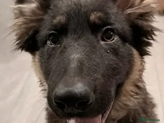 German Shepherd dogs for sale: Nice lads - Advert 1
