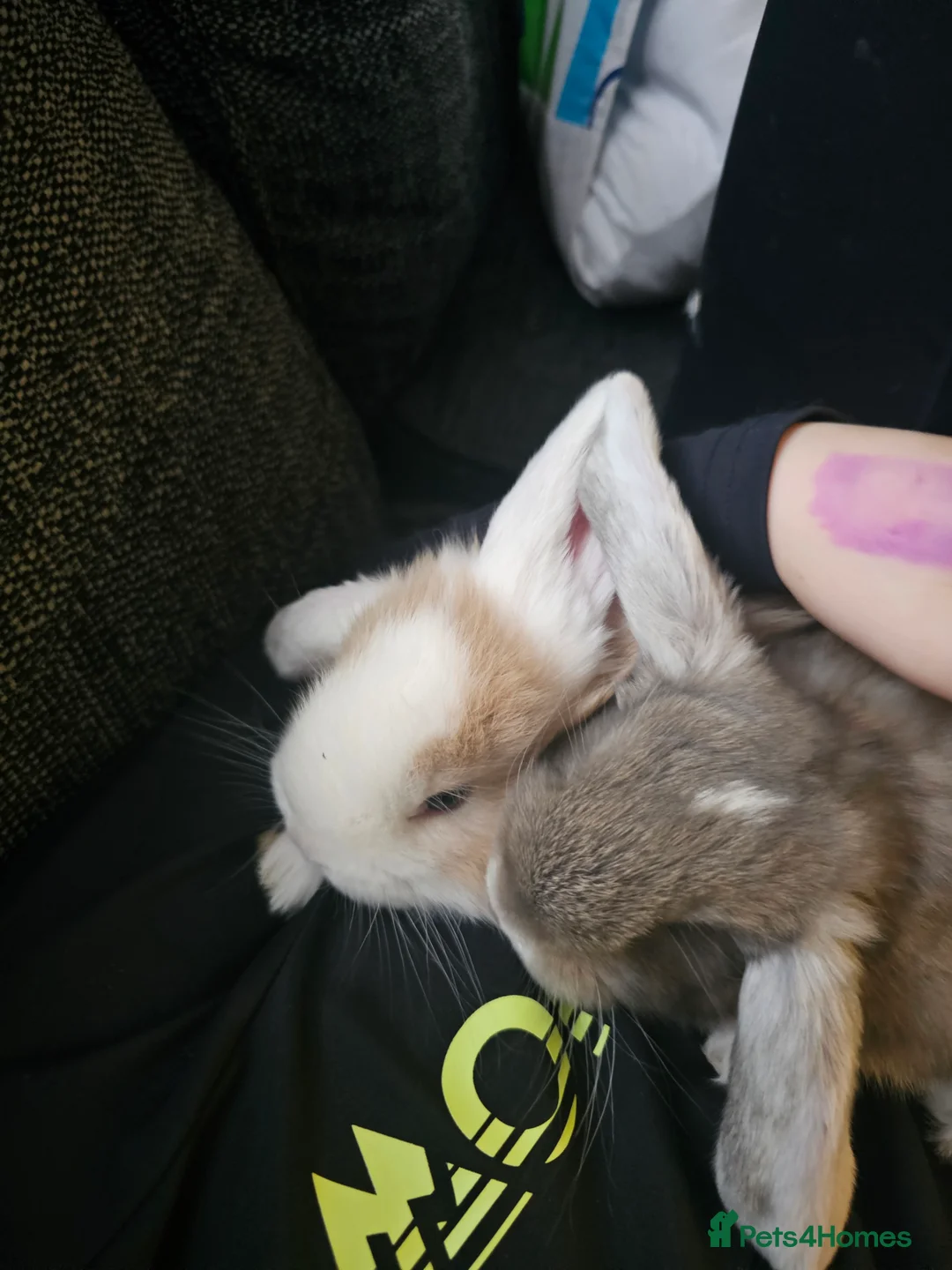 French Lop rabbits for sale: Giant French Lop Babies - Advert 14