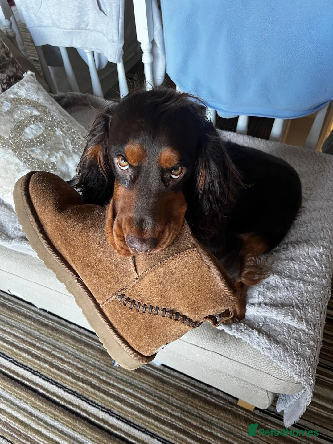 Cocker Spaniel dogs for stud: 🐾 Proven Stud - Healthy Working Cocker Spaniel 🐾 - Advert 26