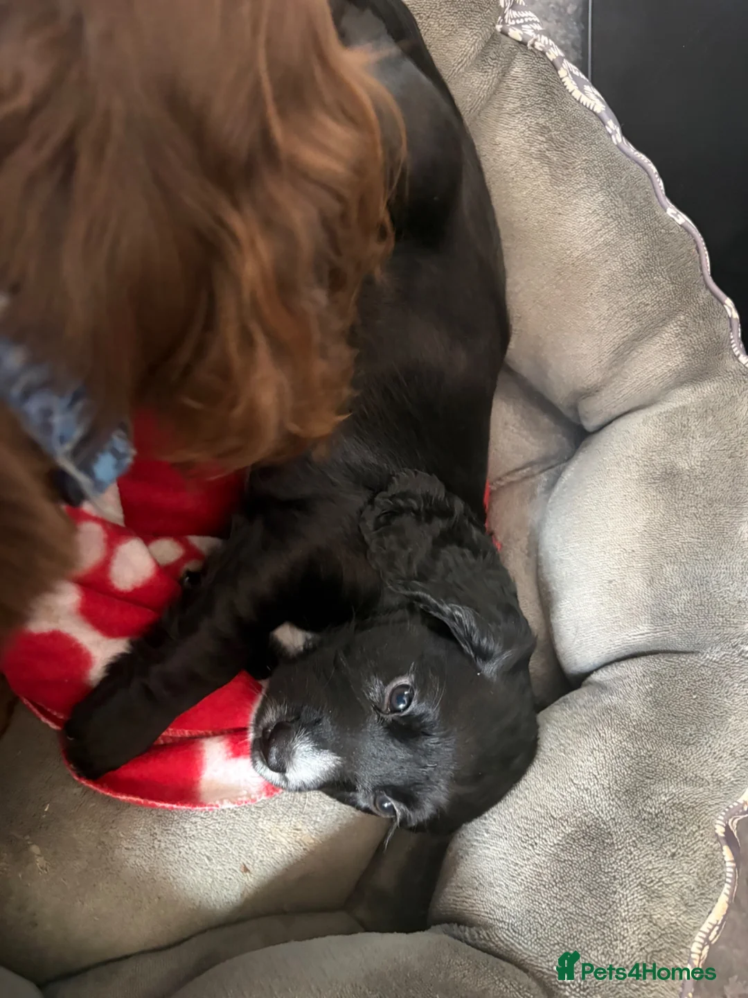 Cocker Spaniel dogs for sale: Cocker Spaniels puppies READY NOW - Advert 2
