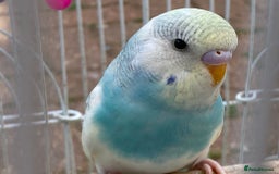 Budgerigars birds for sale: Young budgies for sale in Norbury - Image 7
