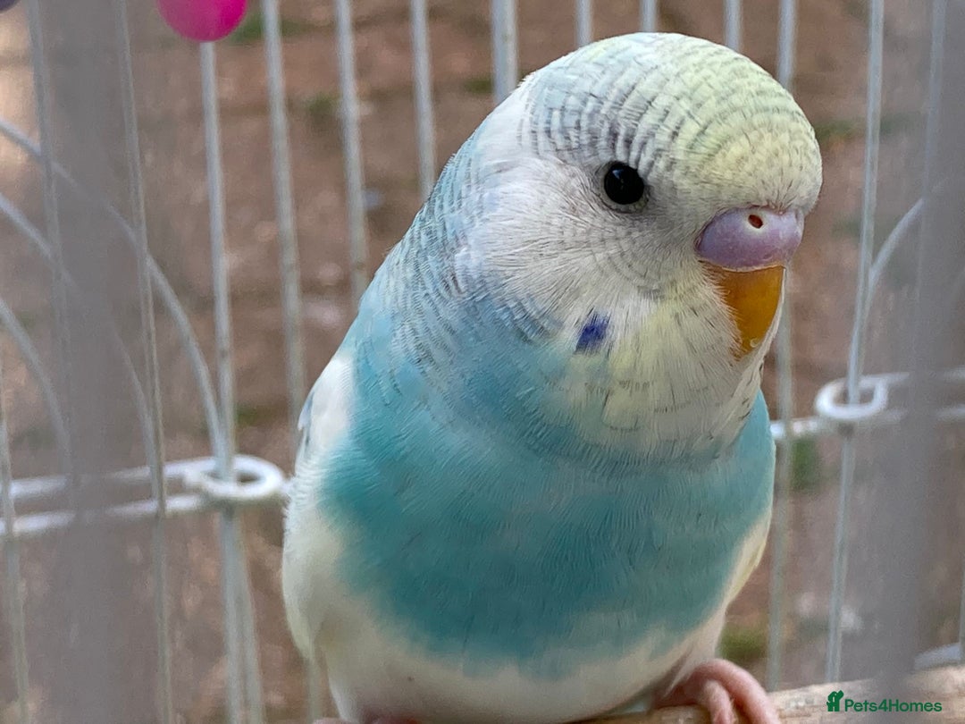 Budgerigars birds for sale: Young budgies for sale in Norbury - Image 7