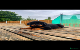 Tibetan Mastiff dogs for sale: 6 Tibetan Mastiff Puppies - Image 13