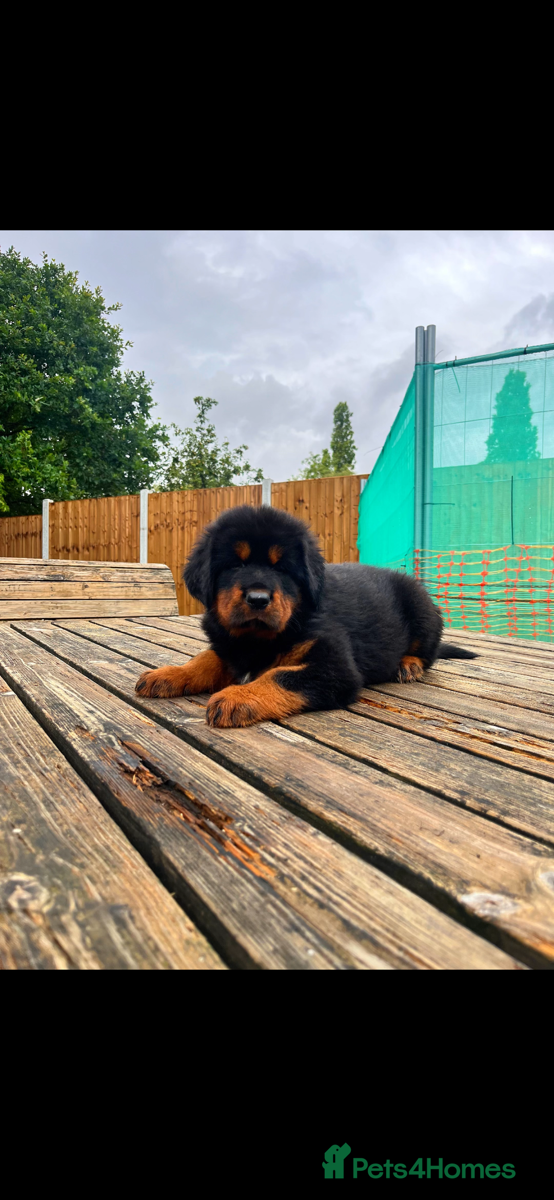 Tibetan Mastiff dogs for sale: 6 Tibetan Mastiff Puppies - Image 13