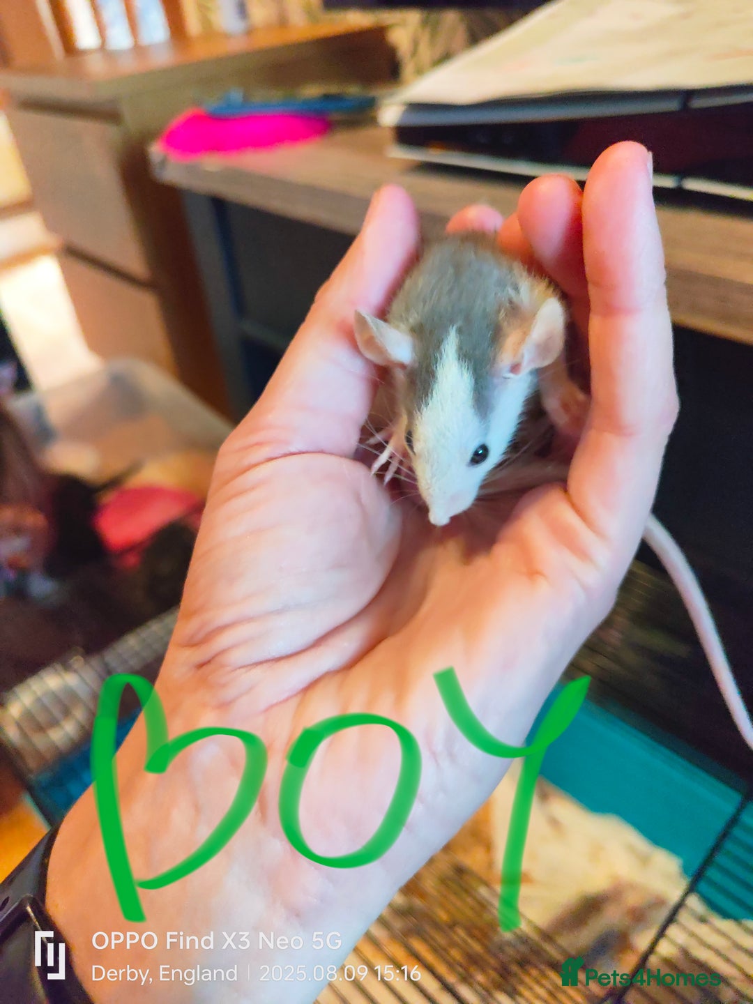 Rat rodents for sale: Dumbo rex Rats - Image 7