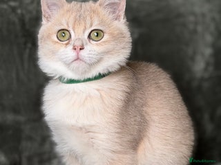 British Shorthair cats - Advert 25