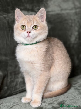 British Shorthair cats - Advert 13