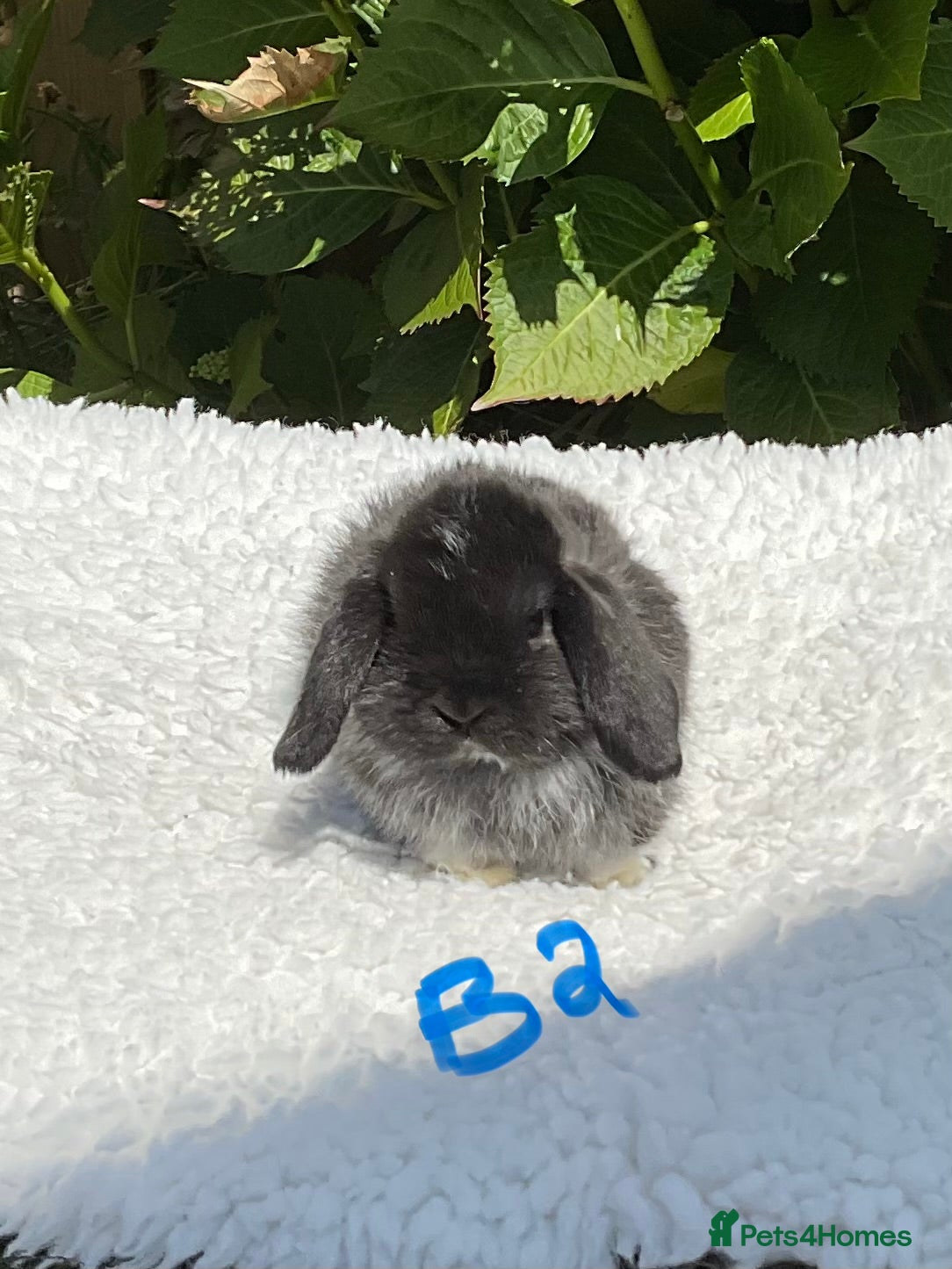 Mini Lop rabbits Pure bred mini lops baby rabbits . - Advert 2