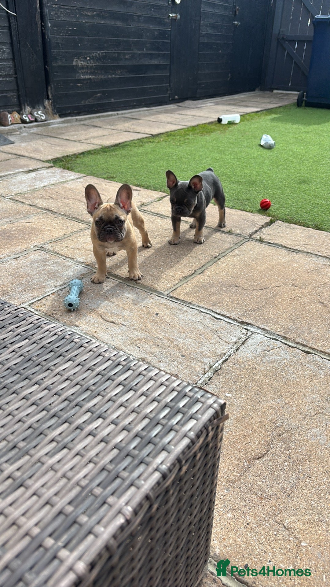 French Bulldog dogs Burt and ernie - Advert 2