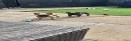 French Bulldog dogs for sale: Burt and ernie - Advert 2