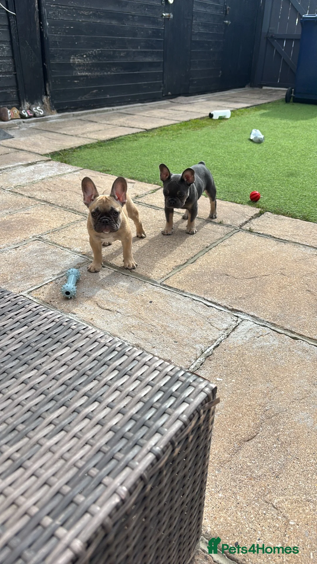French Bulldog dogs for sale: Burt and ernie - Advert 2