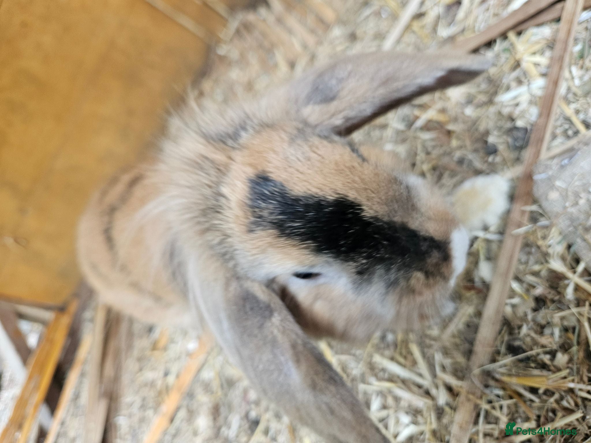 Mixed Breed rabbits Bunny's  - Advert 17