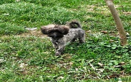 Maltipoo dogs for sale: Very Small Maltipoo Girl Puppy - Image 7