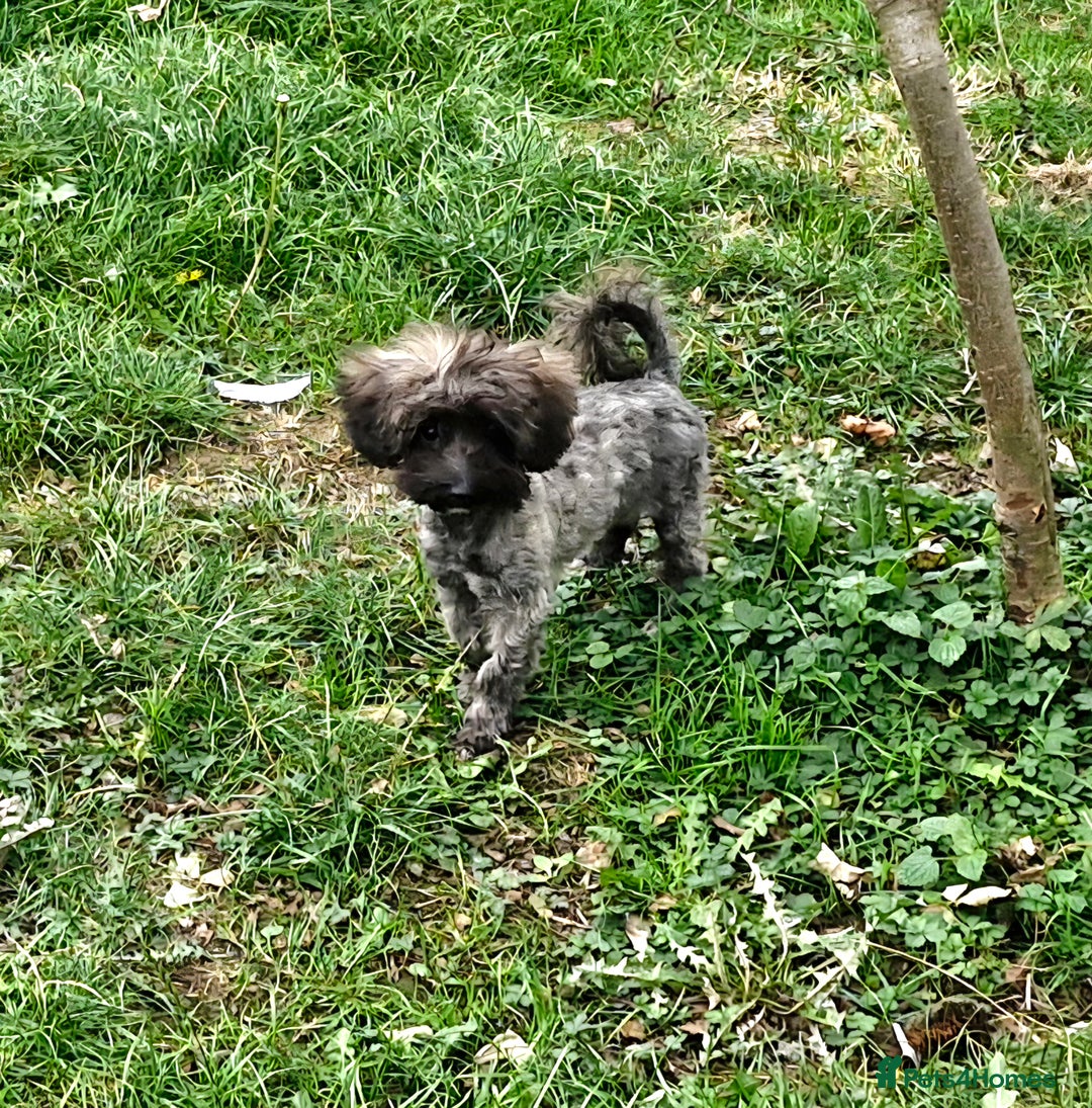 Maltipoo dogs for sale: Very Small Maltipoo Girl Puppy - Image 7