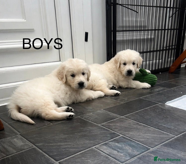 Golden Retriever dogs Heavy Coated Chunky Puppies - Advert 1