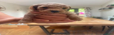 Poochon 3