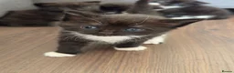 Mixed Breed cats for sale: 4 beautiful kittens - Advert 11