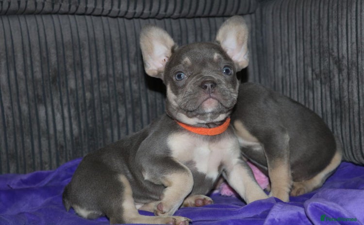 French Bulldog dogs - Advert 3
