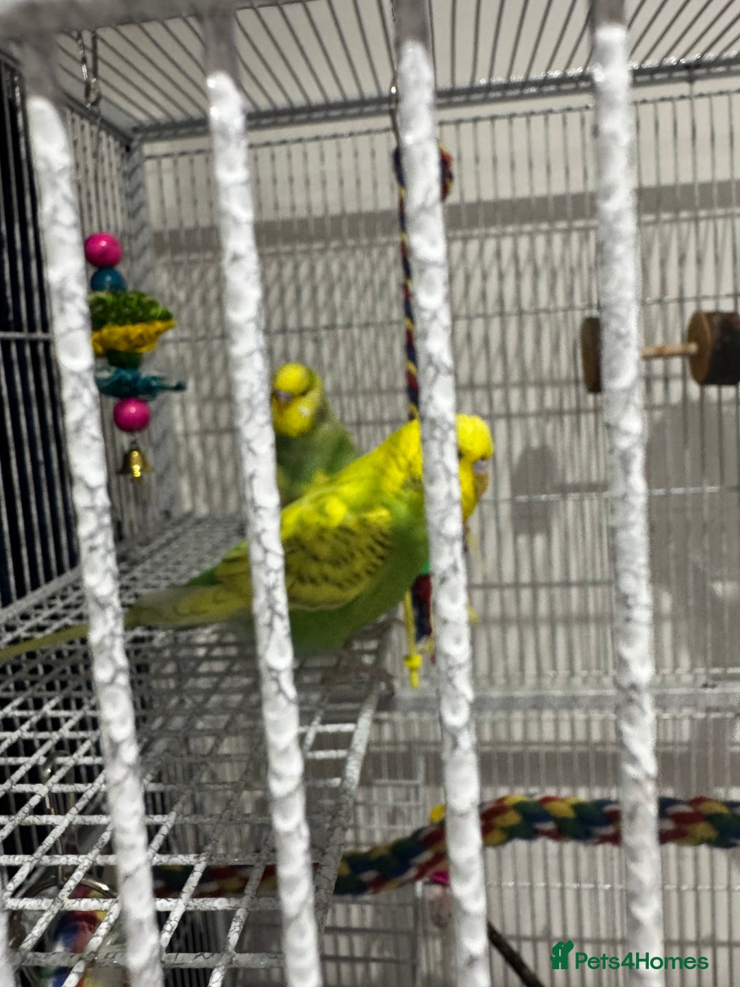 Budgerigars birds for sale: 3 female budgies and cage - Advert 3