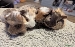 Guinea Pig rodents for sale: 6 gorgeous baby guinea pigs - Image 2