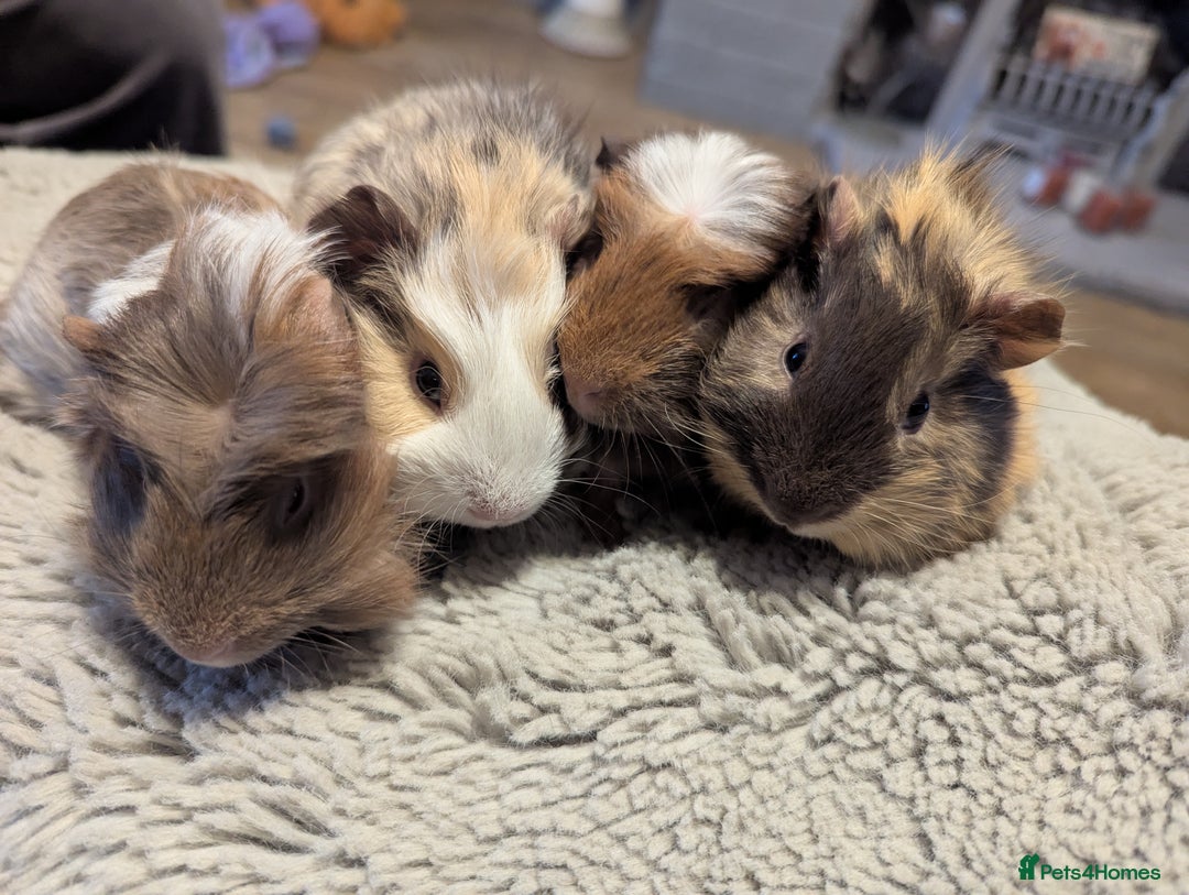 Guinea Pig rodents for sale: 6 gorgeous baby guinea pigs - Image 2