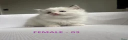 Ragdoll cats for sale: GCCF RAGDOLLS AVAILABLE in Bridgwater - Advert 9