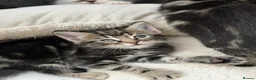 Mixed Breed cats for sale: Maine coon kittens x6 available from 8th May - Advert 3