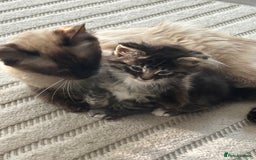 Siamese cats for sale: Beautiful Fluffy Siamese-Tabby Mix Kittens  - Image 2