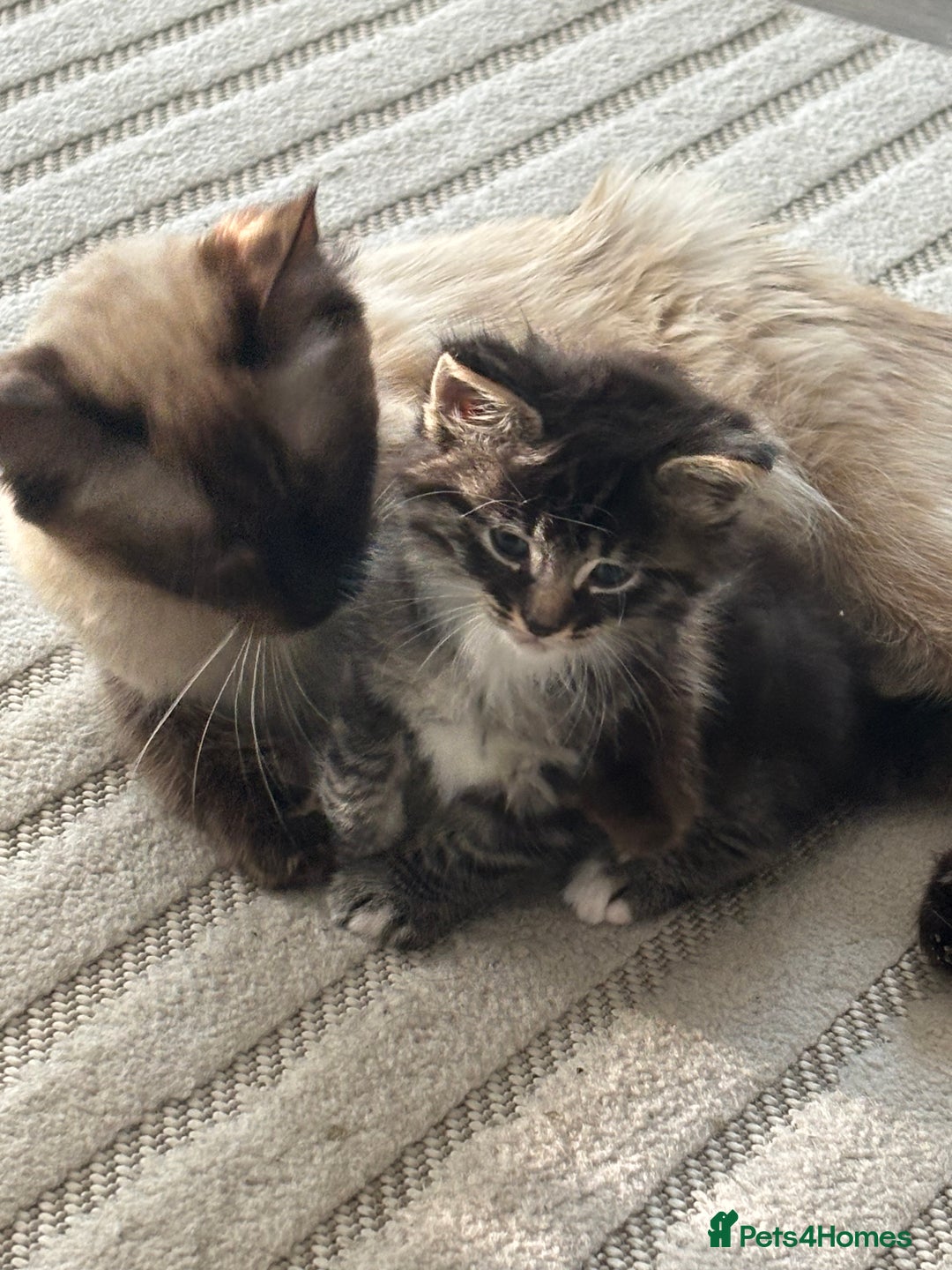 Siamese cats for sale: Beautiful Fluffy Siamese-Tabby Mix Kittens  - Image 2