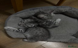 Scottish Fold cats for sale: 4 little Scottish kittens.🤍 - Image 4