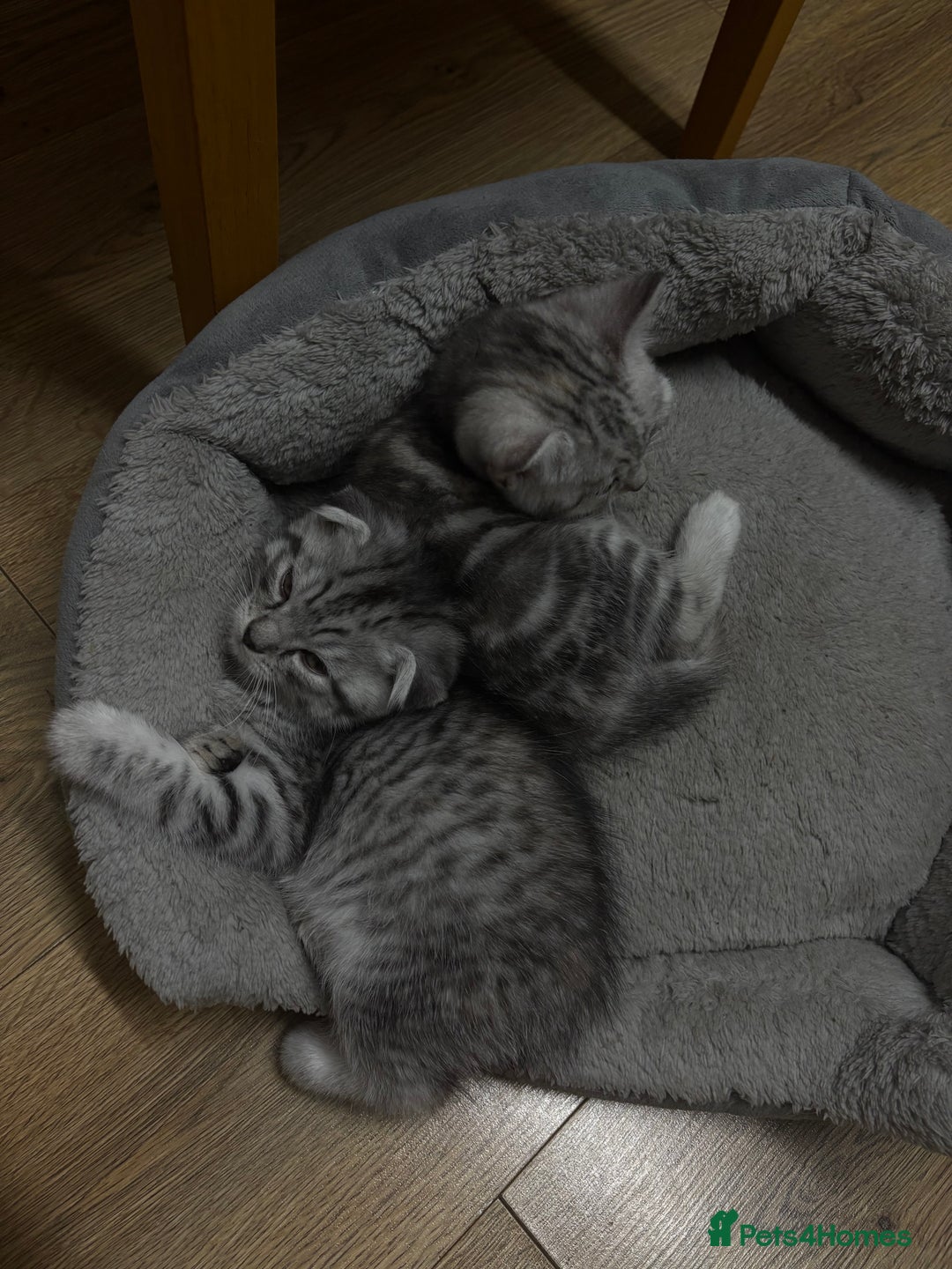 Scottish Fold cats for sale: 4 little Scottish kittens.🤍 - Image 4