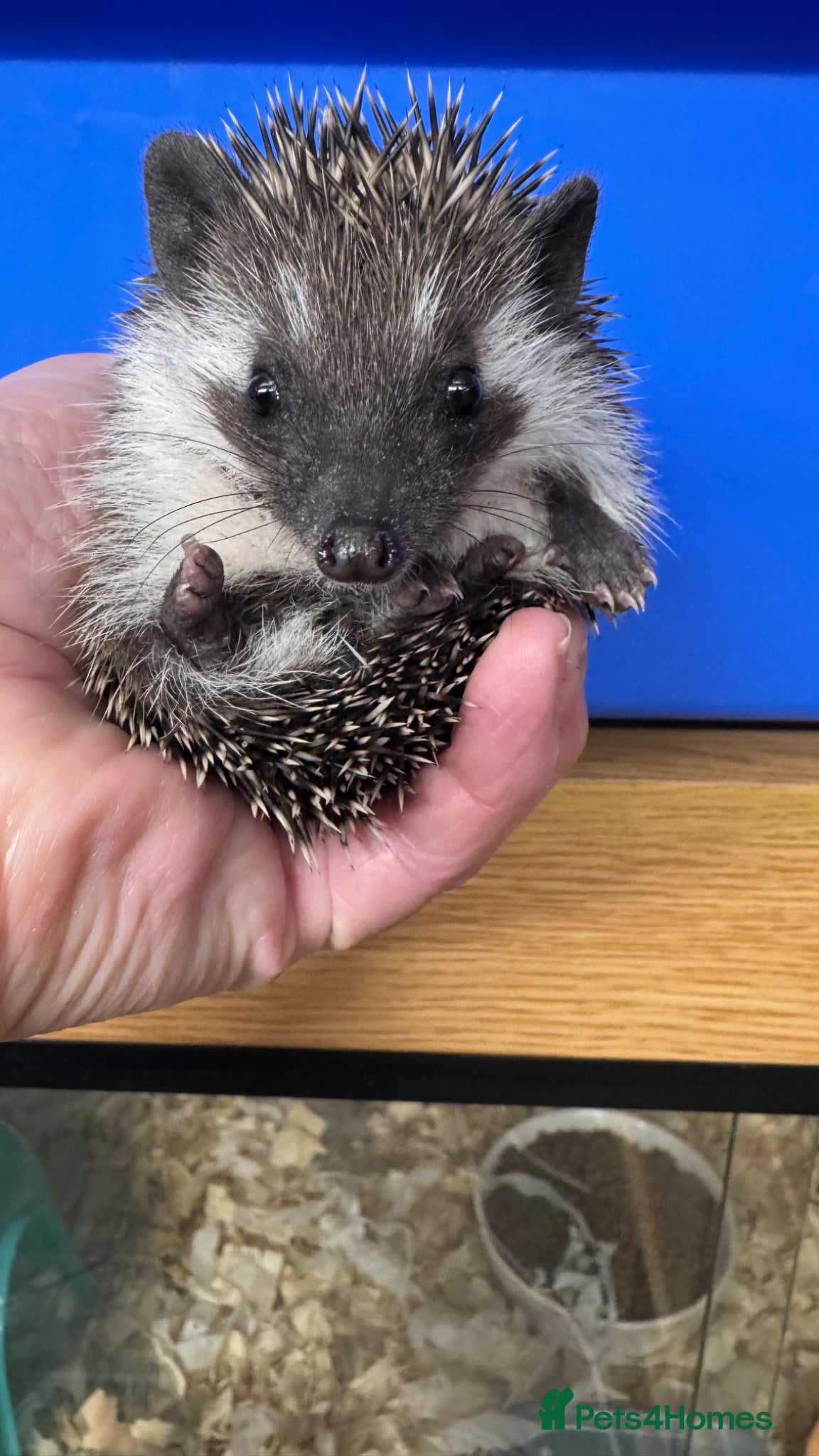 Pygmy Hedgehog rodents 2 baby hoglets  looking for 5* home now  - Advert 2