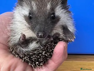 Pygmy Hedgehog rodents 2 baby hoglets looking for 5* home now - Advert 2