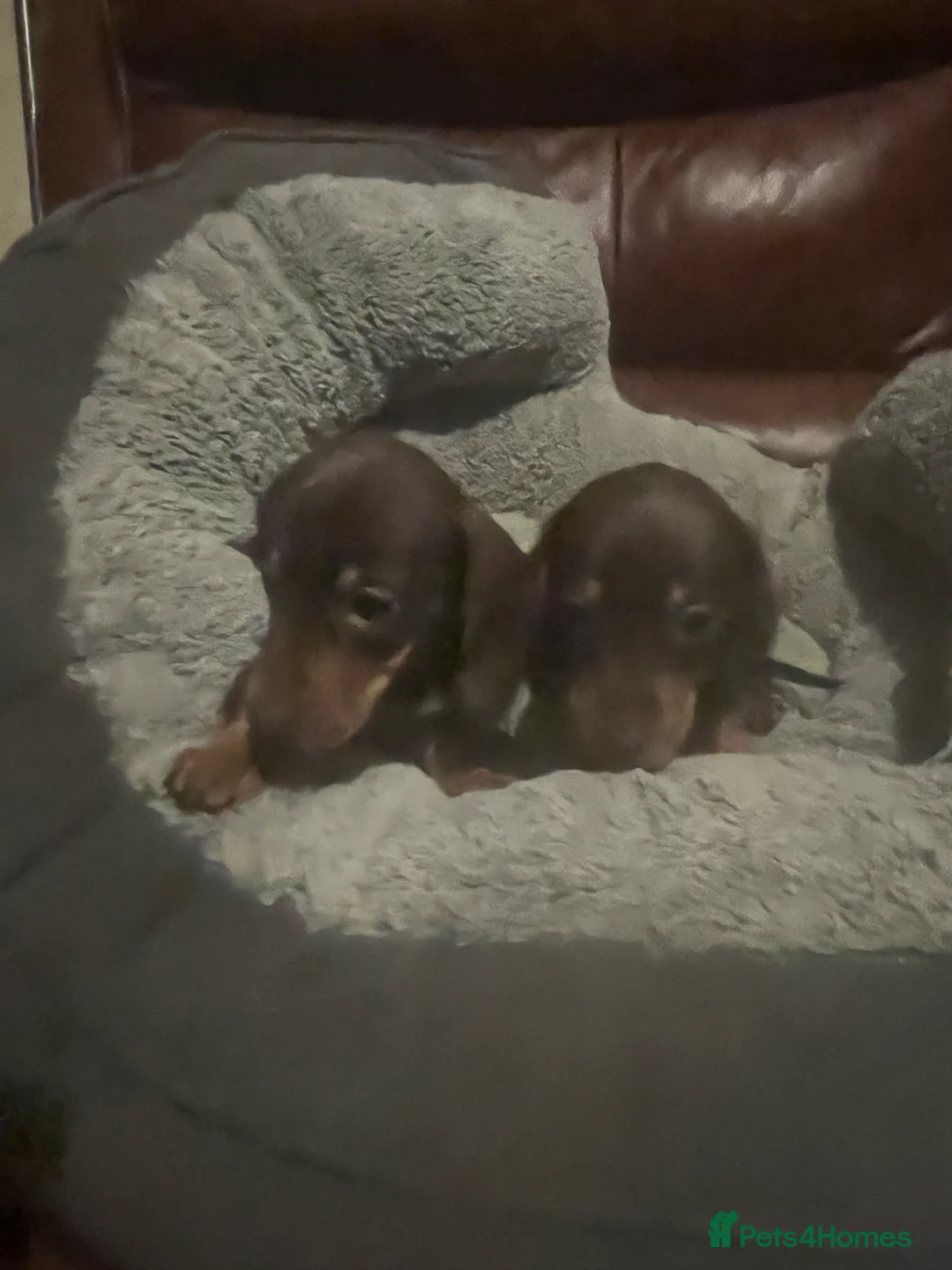 Miniature Dachshund dogs for sale: miniature dachshunds - Advert 12