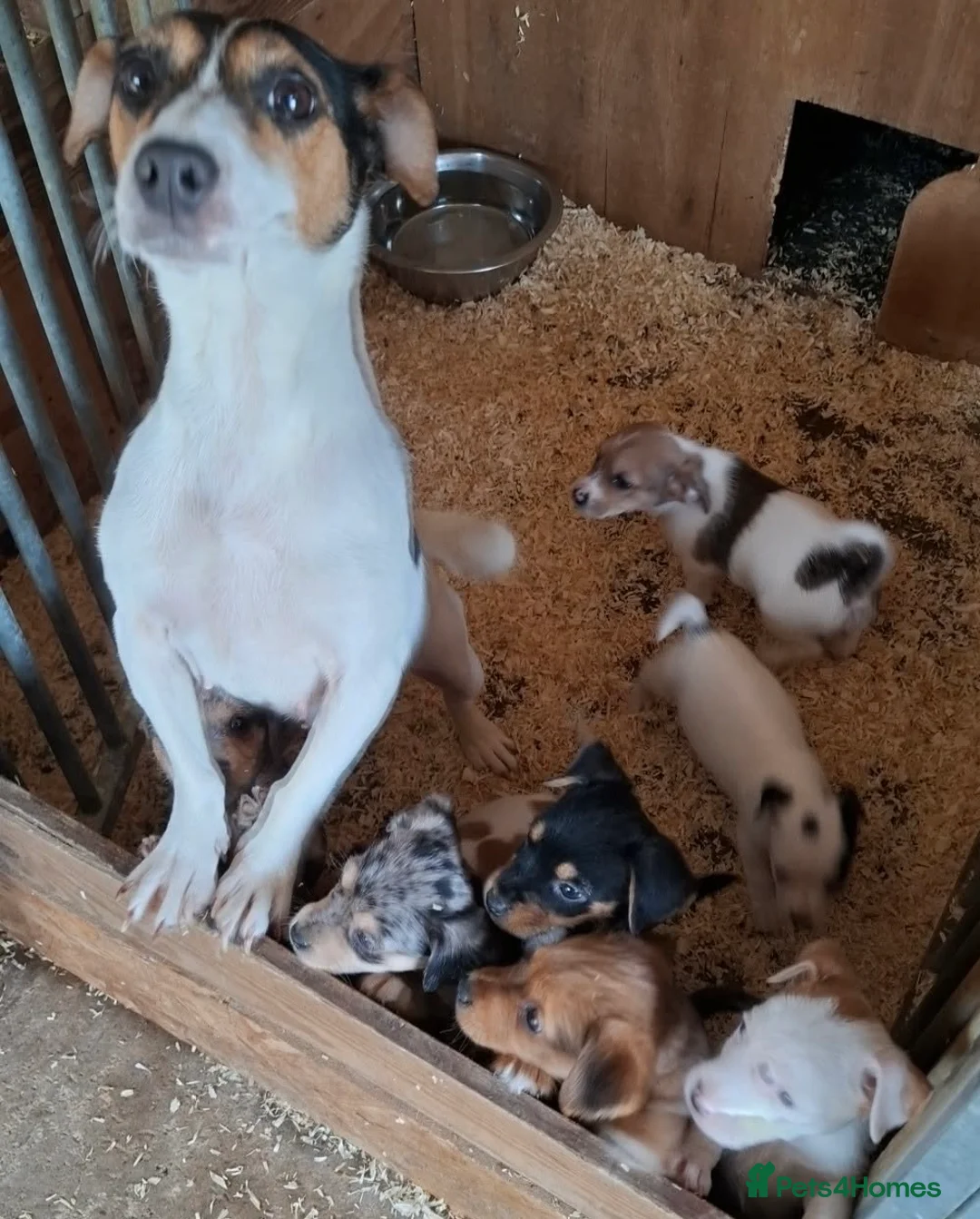 Mixed Breed dogs for sale: Jack Russell X Norfolk Terrier Puppies  in Dereham - Advert 9