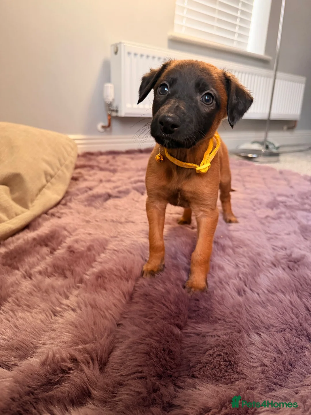 Mixed Breed dogs for sale: All Girls Greyhound/Whippet/Lurcher Cross Puppies! - Advert 15