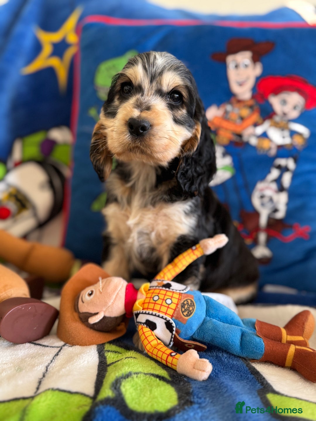 Cocker Spaniel dogs for sale: Last 2 boys fully vaccinated health checked  - Image 7