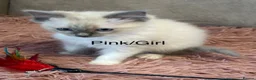Ragdoll cats for sale: Bi-colour Ragdoll Kittens,Choc & Blue Sealpoint - Advert 4