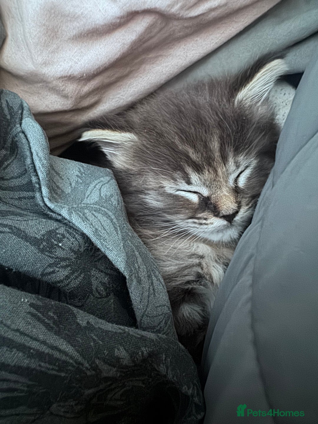 Maine Coon cats for sale: Mainecoon little lady ready for new home - Advert 20