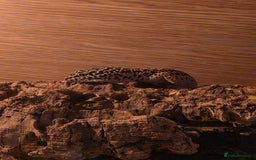 Leopard Gecko reptiles for sale: Leopard gecko for a good home - Image 7