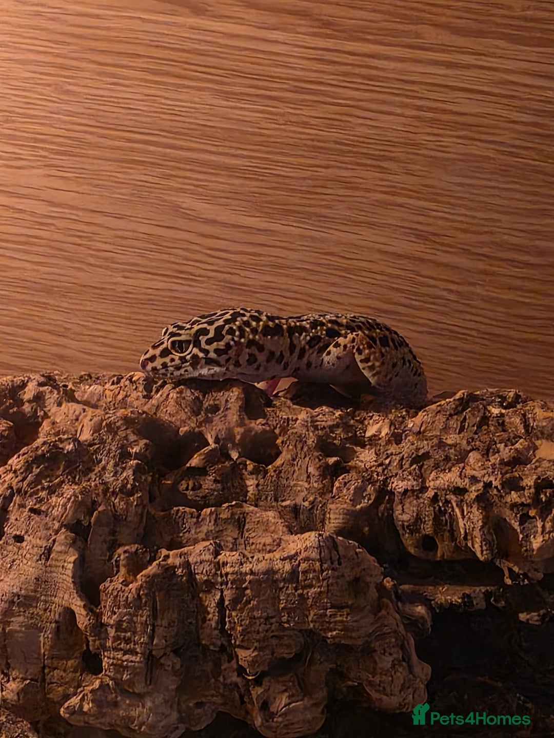 Leopard Gecko reptiles for sale: Leopard gecko for a good home - Image 7