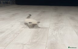 Ragdoll cats for stud: TICA RAGDOLL STUD CAT FOR SALE GRAND EUR CHAMP BL! - Image 11