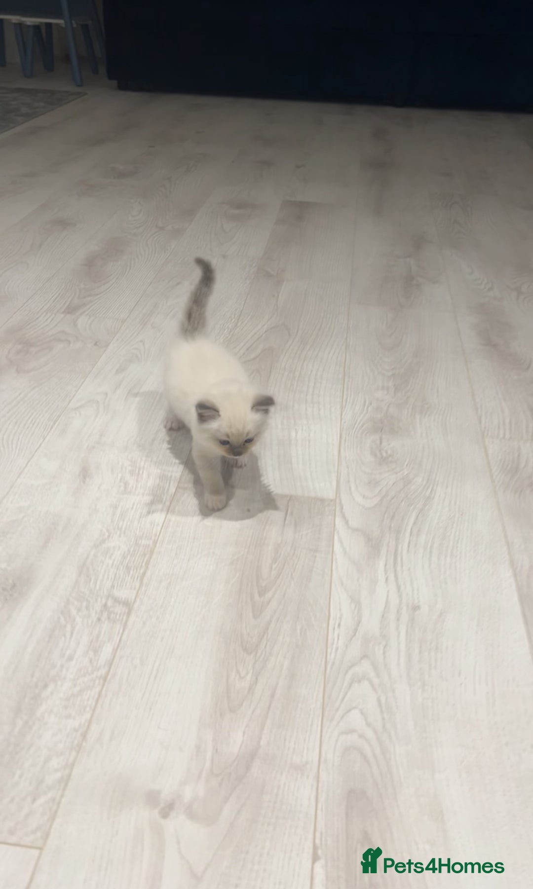 Ragdoll cats for stud: TICA RAGDOLL STUD CAT FOR SALE GRAND EUR CHAMP BL! - Image 11