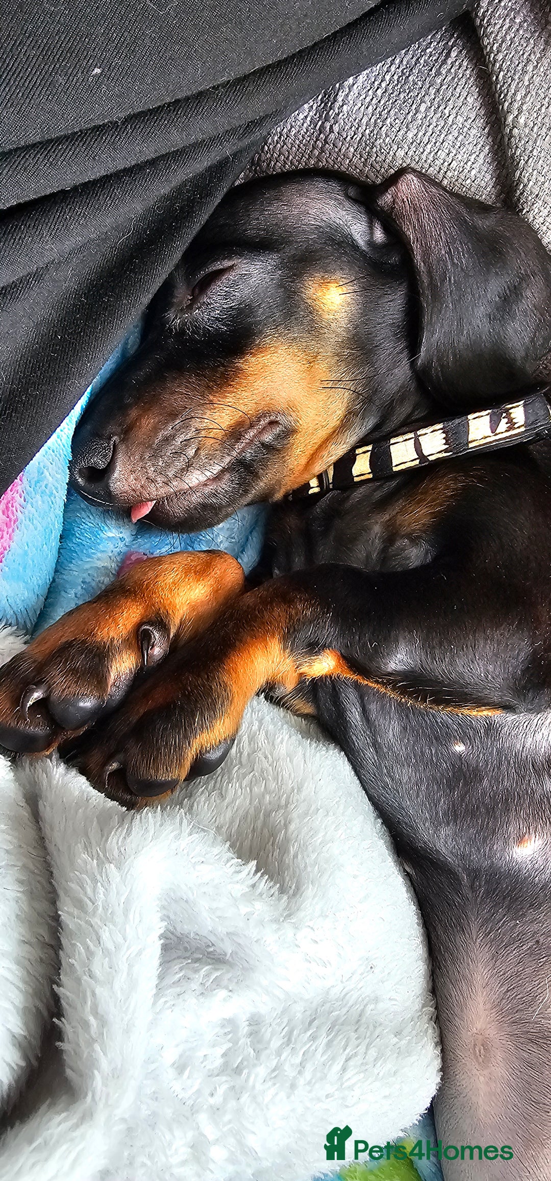 Miniature Dachshund dogs for sale: Miniature dachshund  - Advert 1