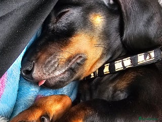 Miniature Dachshund dogs Miniature dachshund - Advert 5